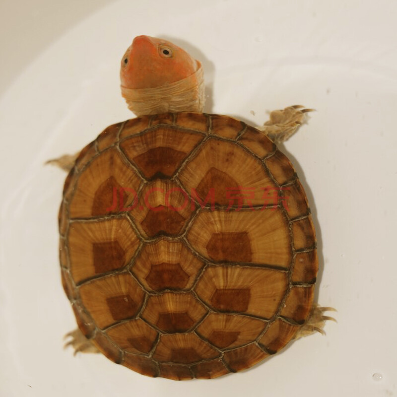 kjhgf冷水养殖进口红面蛋龟鱼缸观赏宠物龟活体红头精品红面蛋龟苗 红