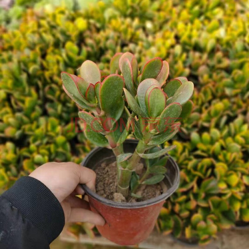 多瑙夢玉樹盆栽苗老樁大葉玉樹花植物多肉燕子掌室內客廳綠植花卉