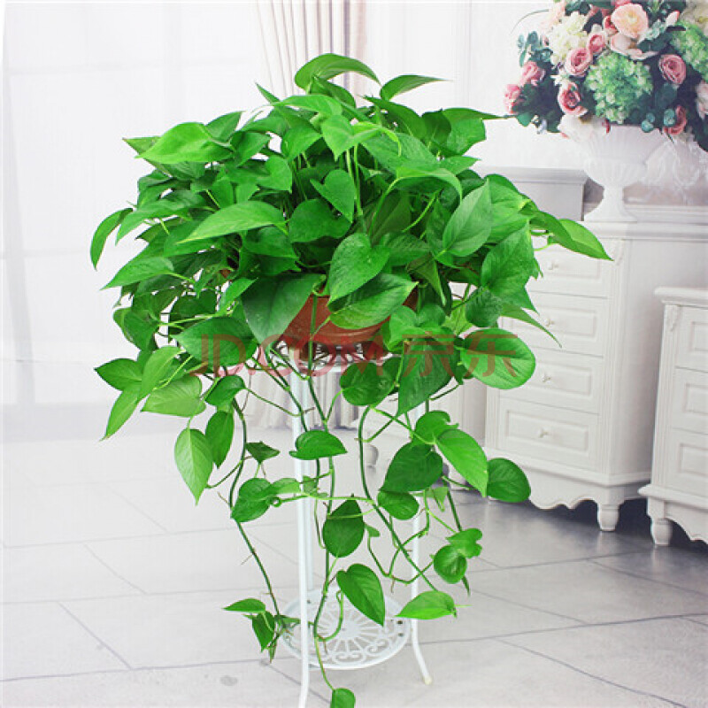 大盆绿萝盆栽室内大叶长藤客厅水养垂吊绿萝 大盆绿萝( 吸水盆)