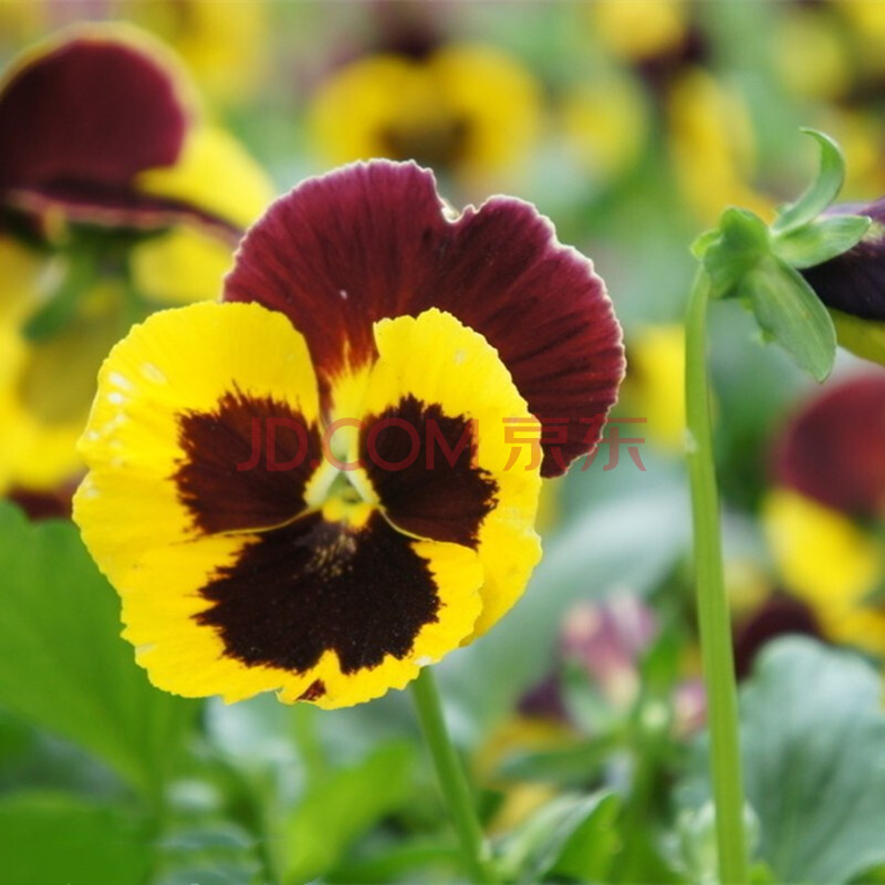 花萌萌 春季花種子角堇三色堇貓臉花室外花籽矮生花草庭院陽臺盆栽花