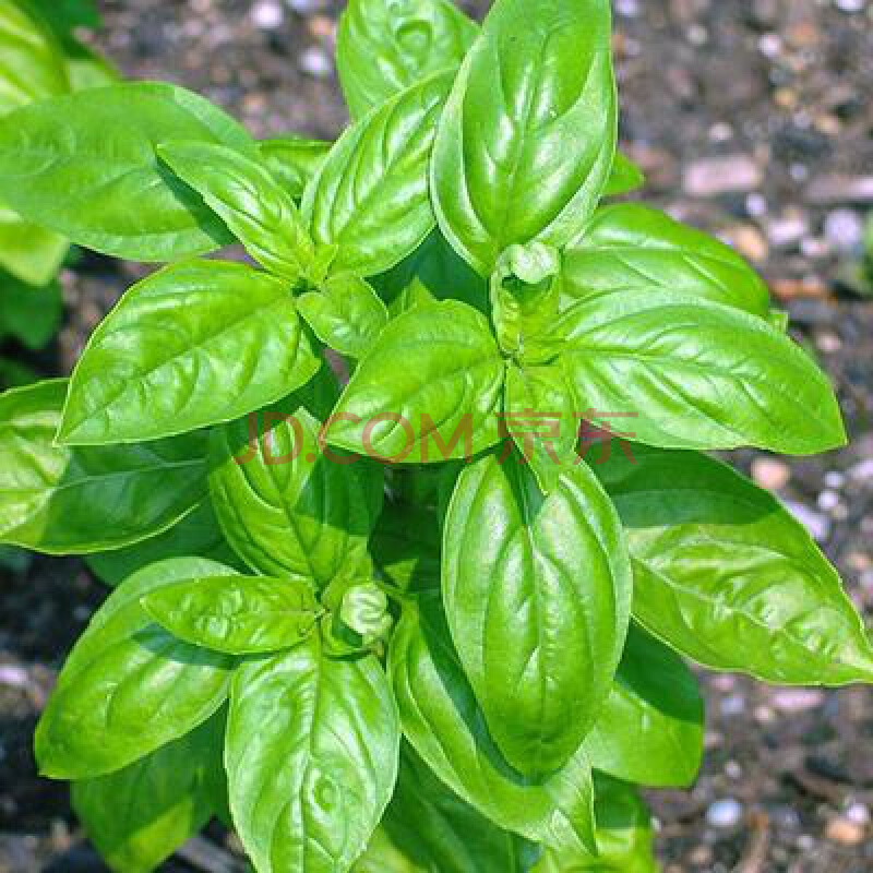 驅蚊草種子花種子庭院室內陽臺四季易種開花香草艾草種籽花種籽子花鄉