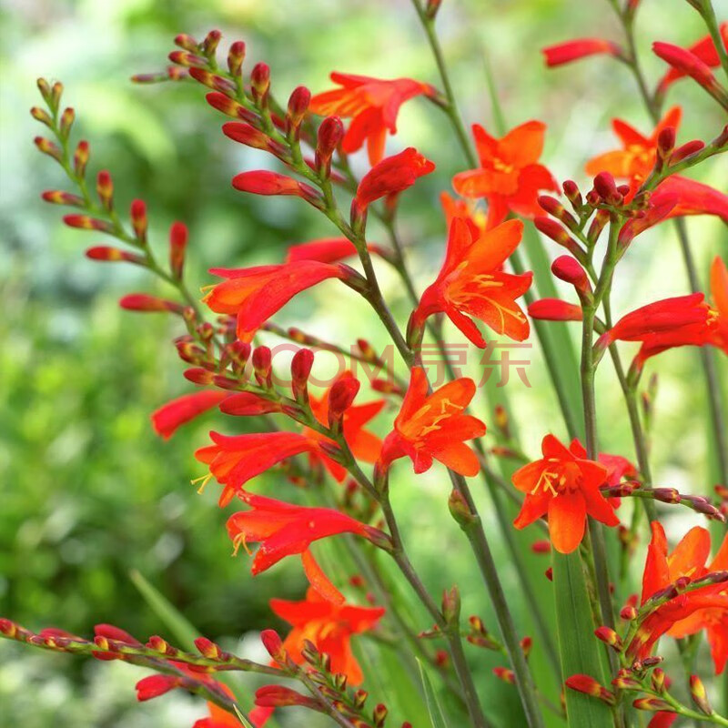 【虹越】火星花種球 進口庭院花園花境多年生耐熱花卉 觀音蘭雄黃蘭種