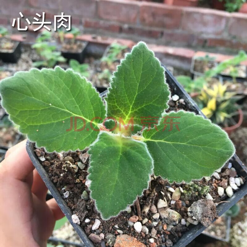 多肉植物火星人裂纹龟甲龙断崖女王皇子黑皮月界稀有盆栽花卉肉肉植物