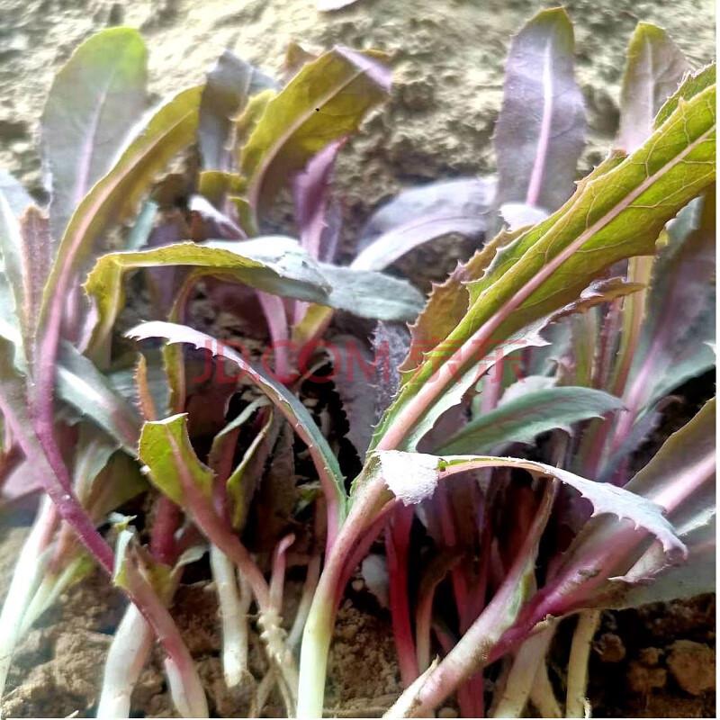 东北新鲜曲麻菜野菜苦麻菜蘸酱菜现挖特产蔬菜 1000g