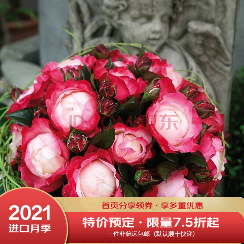 【虹越】2021新品预售 进口月季花苗6l盆栽苗 德国丹陶月季花园庭院