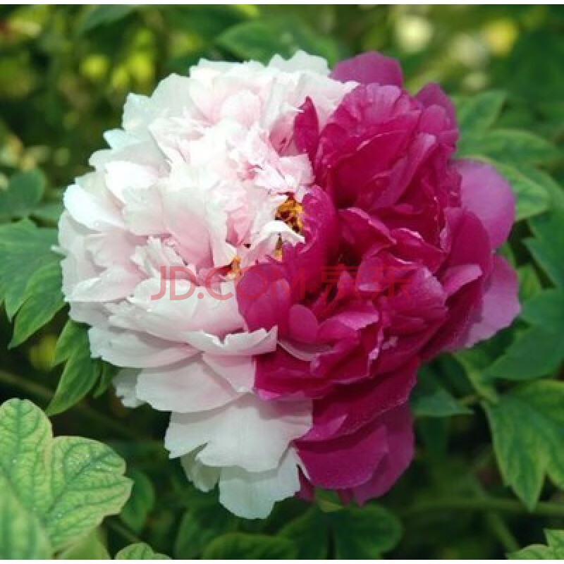 地栽室内外阳台庭院牡丹王大苗当年开花 米白色【金二乔】【3-4分支】