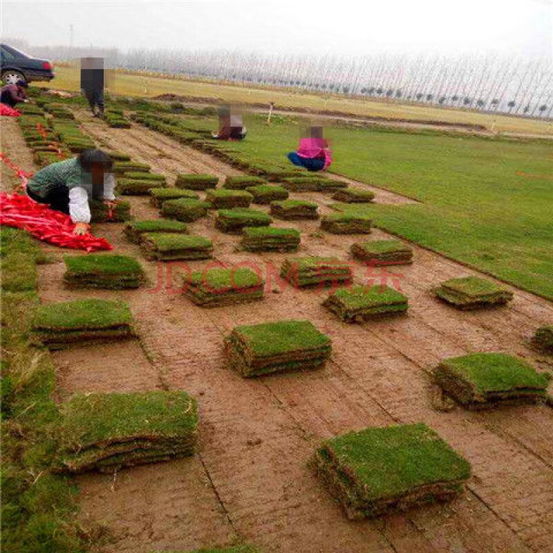 千特草坪種子四季長青免修剪馬尼拉黑麥草庭院草皮草籽狗牙根護坡綠化