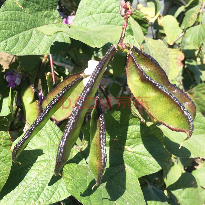 扁豆種子早生耐熱高產扁豆籽蔓生菜園種菜紫扁豆寬莢眉豆肉扁豆四季