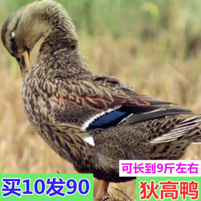 大种-狄高鸭【可长9斤左右】包活 买50送40【到手90只】包活