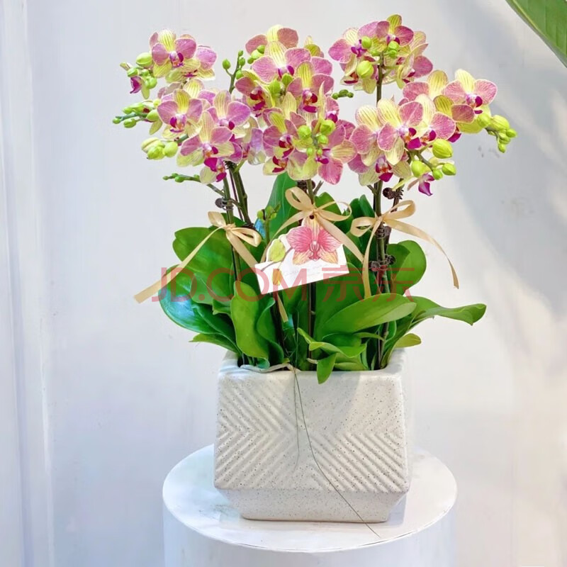 盆栽真花兰花开业乔迁贺寿礼品送室内送长辈绿植观花植物高档名贵花卉