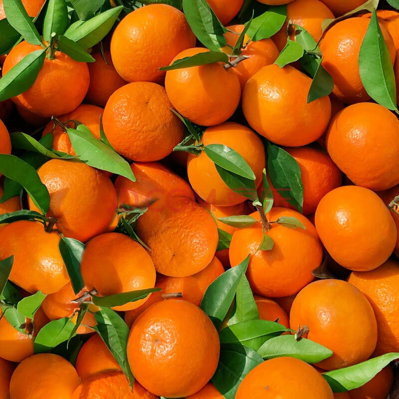 广西武鸣沃柑1斤新鲜水果橘子桔子沙糖桔柑砂糖橘 1斤