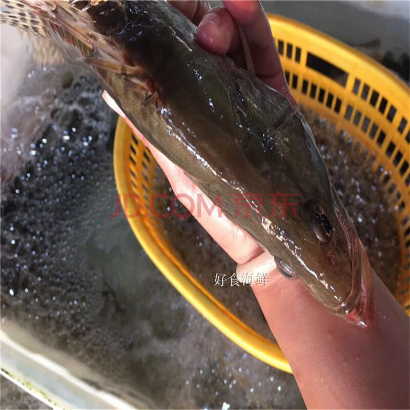 新鮮掛花魚魚鱖魚桂魚活體 鮮活現殺正宗鱖花桂花季花魚 2斤