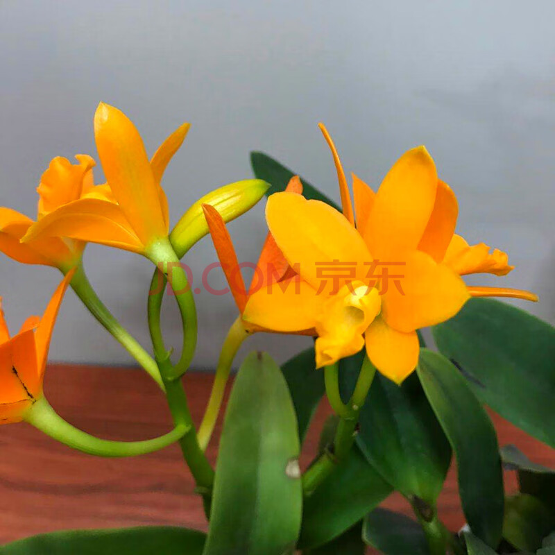 兰花洋兰卡特兰迷你卡特开花好看室内办公桌盆栽 橙色 带盆栽好
