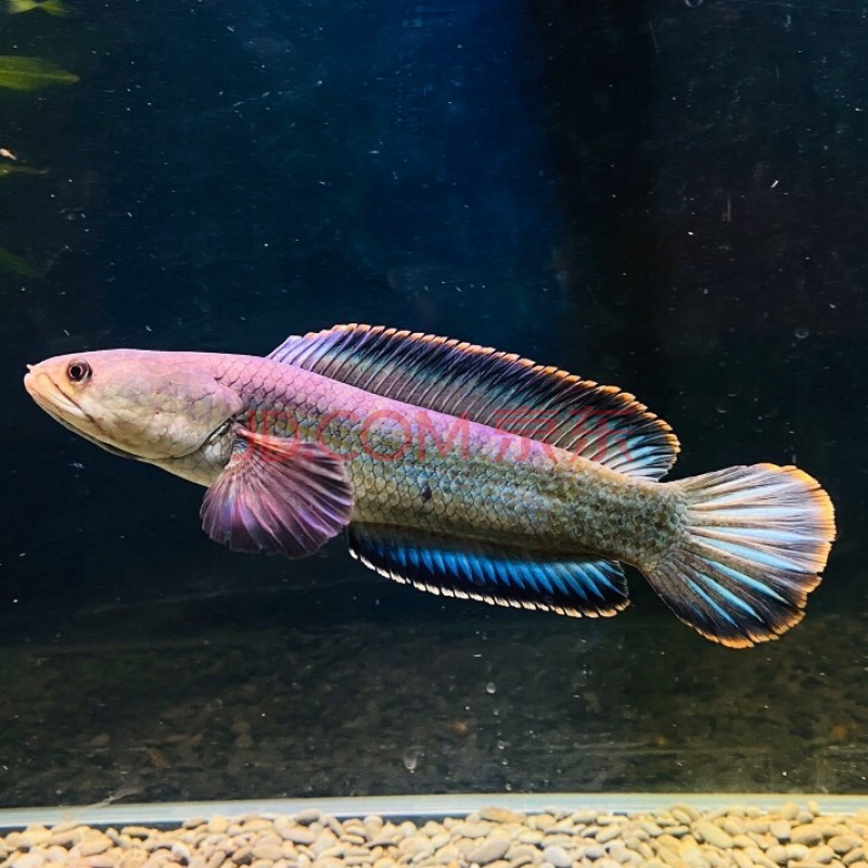 【京东】野生南鳢雷龙鱼观赏鱼冷水鱼龙鱼凶猛七彩雷龙淡水活彩虹雷龙