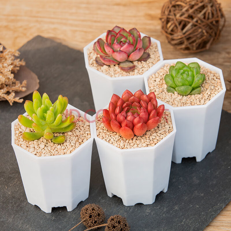 多肉植物含盆含土肉肉套餐新手组合盆栽易养办公室内小盆栽桌面新