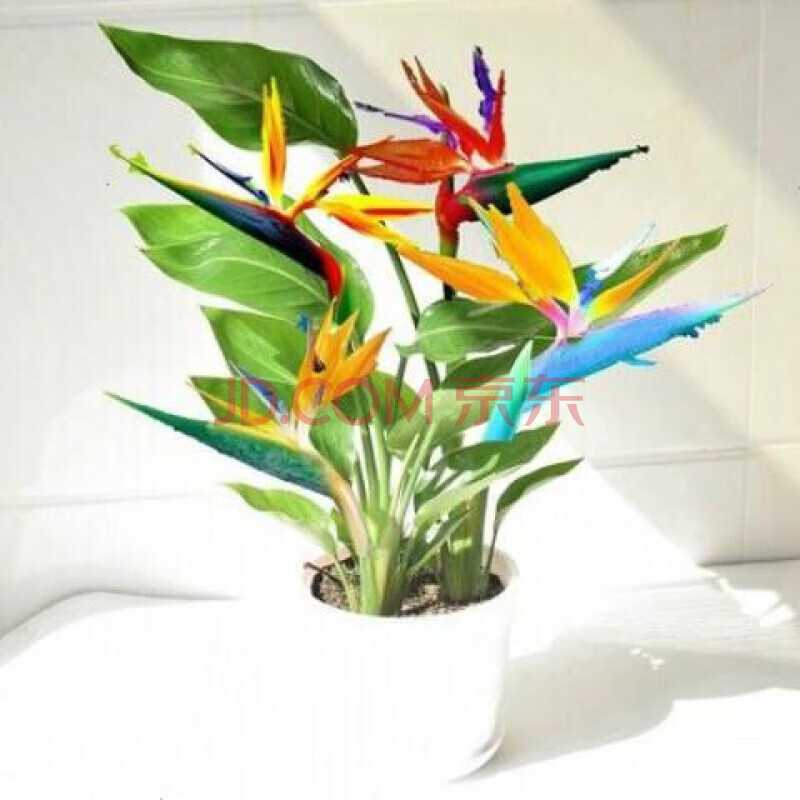 汉柠 天堂鸟苗鹤望兰苗四季室内盆栽花卉种子净化空气吸甲醛金钻