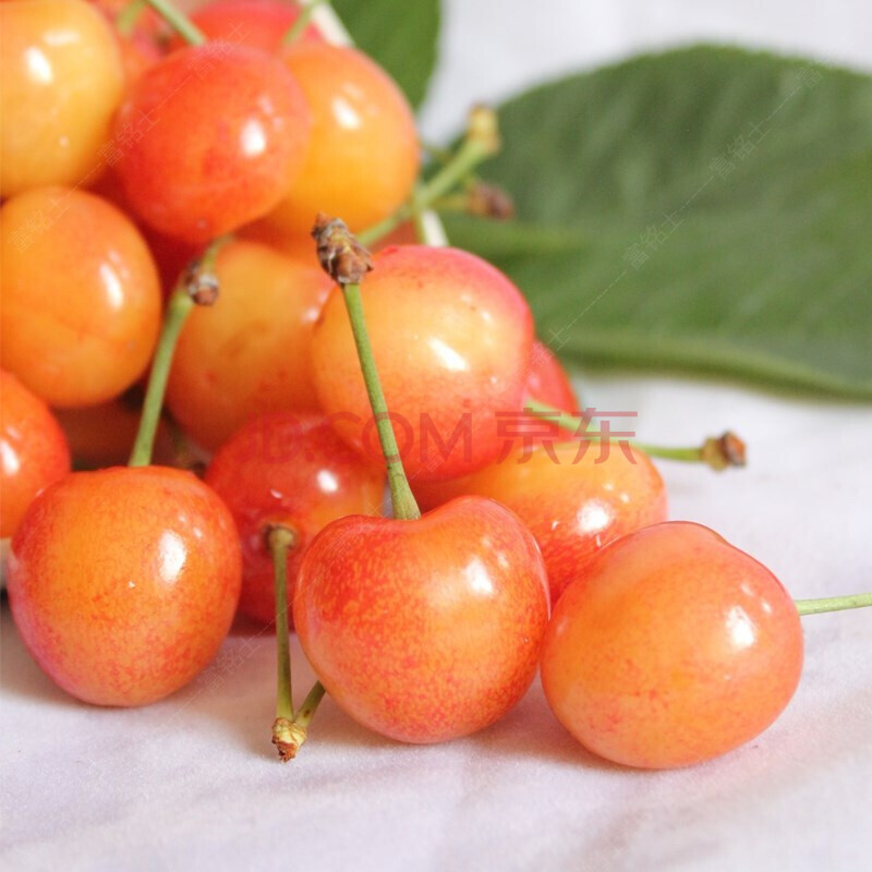 新鲜水果黄水晶樱桃蜜甜当季新鲜水果生鲜现摘现发 1500g