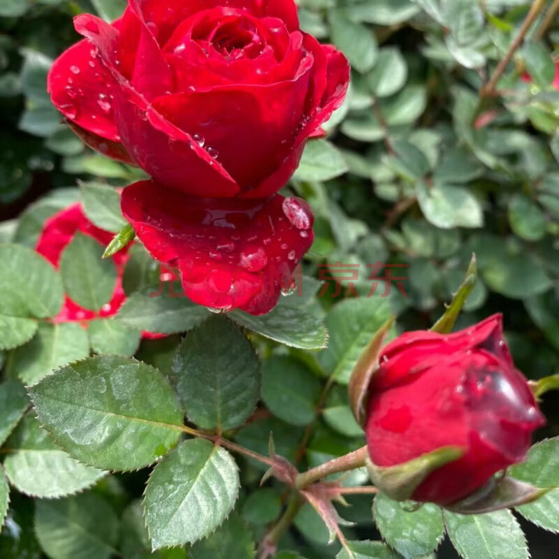 月季特大花浓香果汁阳台庭院花卉植物盆栽蔷薇玫瑰花苗 火烧云(带花苞