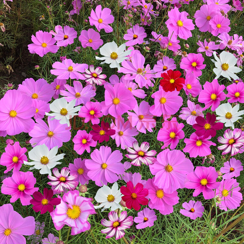 富满升 波斯菊种子四季开花易活格桑花种子庭院野花组合种子阳台花海