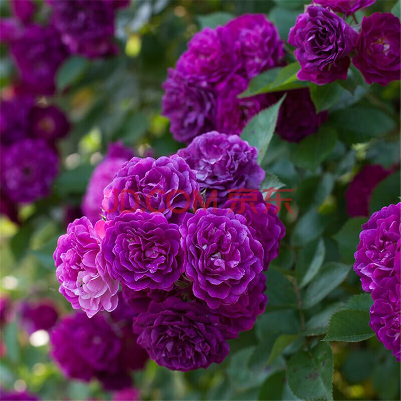 虞潤 玫瑰花苗大苗四季開花庭院陽臺桌面綠植盆栽花卉觀花植物室內花