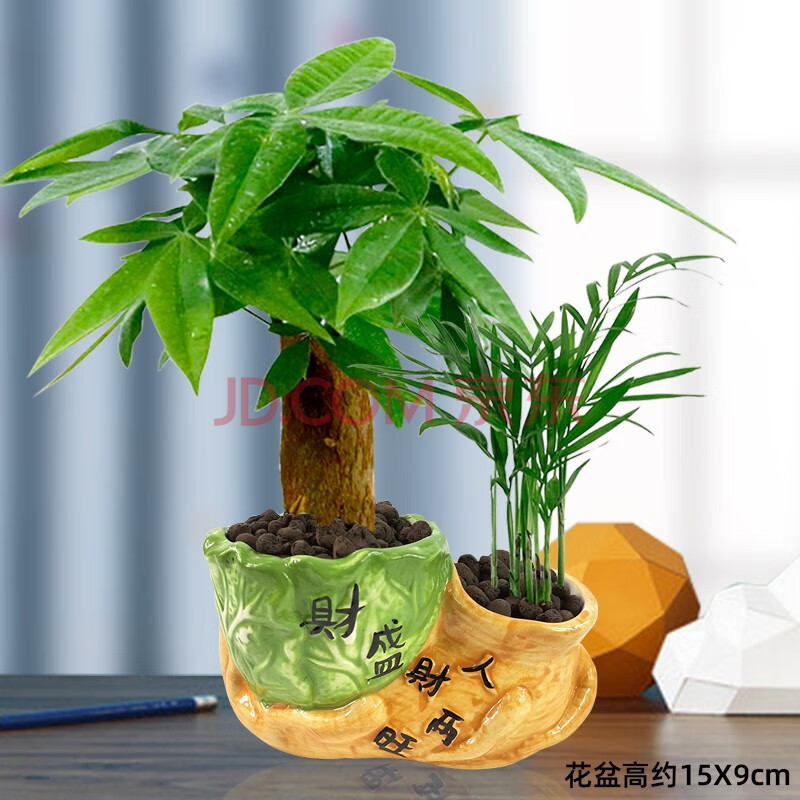 室内小盆景客厅招财绿植水培花卉办公室盆栽发财树 改陶粒人财两旺