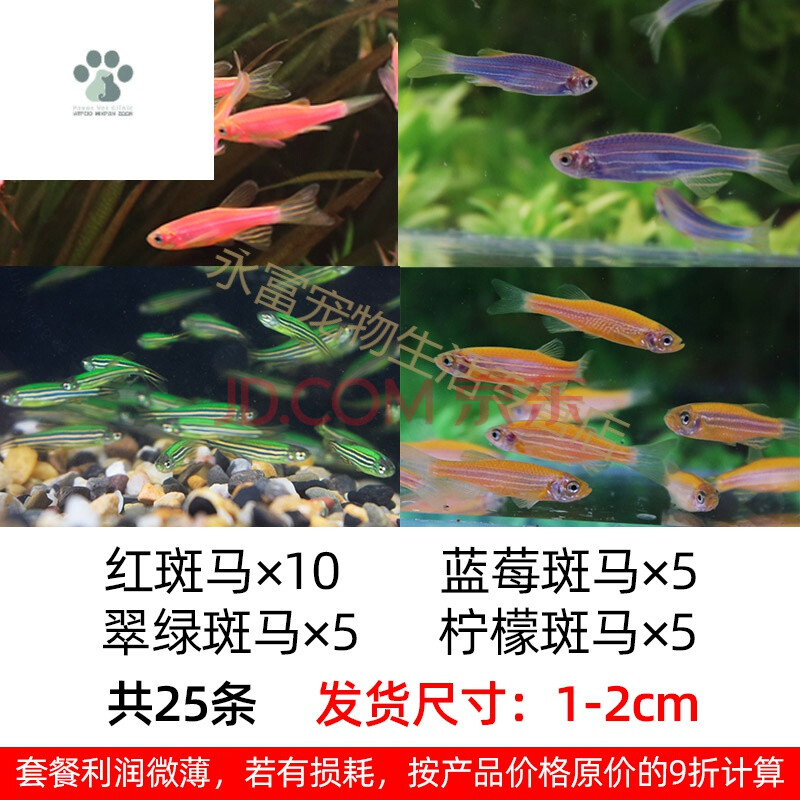 斑馬魚活體熱帶觀賞魚小型淡水好養小魚草缸金魚苗紅綠燈科孔雀魚 紅