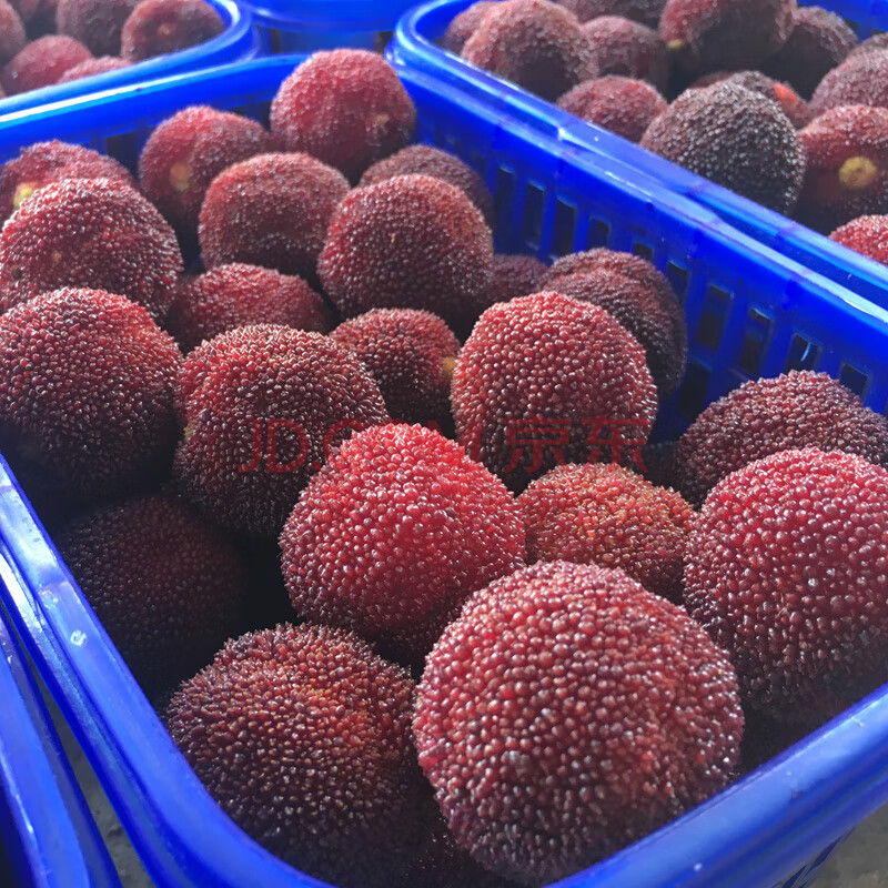 东魁杨梅一盒仙居浮宫农家当季新鲜水果 精选3盒装 单盒500g