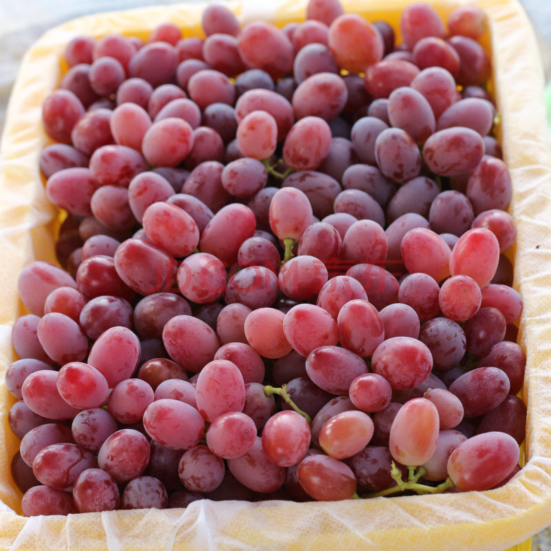 无籽红提 克伦生葡萄无籽提子新鲜整箱嘎嘣脆当季 净重5斤 升级独立