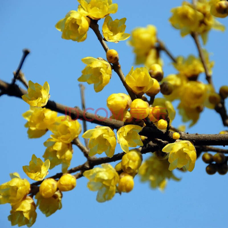 原生盆栽地栽紅梅綠梅梅花老樁盆景庭院植物梅花盆栽梅花樹耐寒植物四