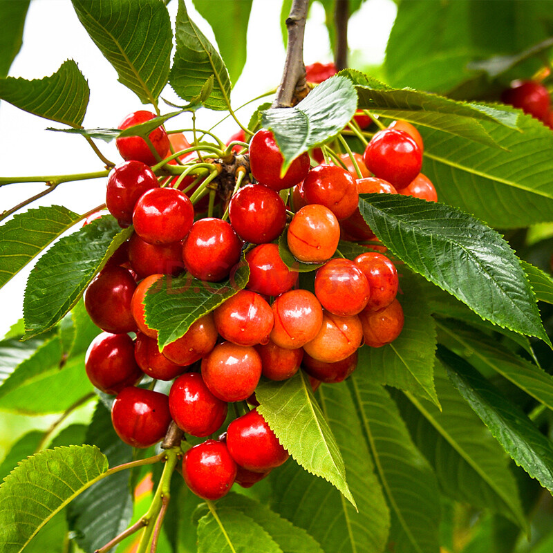 贵州小樱桃国产车厘子孕妇水果新鲜好当季现摘四川 l 24mm以下 1000g