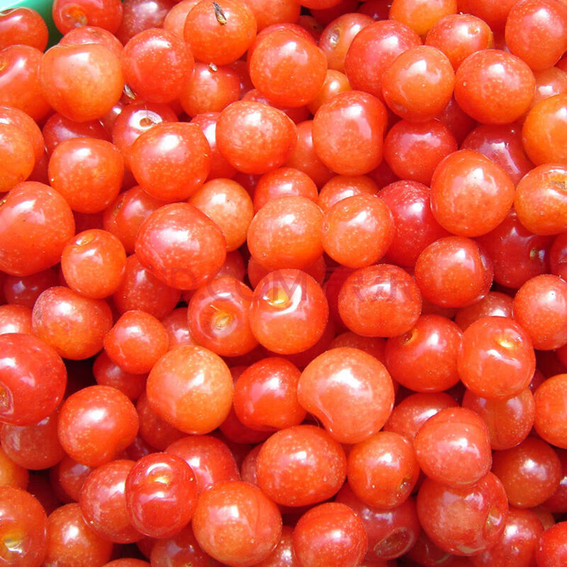 现货四川小樱桃新鲜孕妇水果重庆土樱桃特产恩桃儿盒装保鲜发货团建