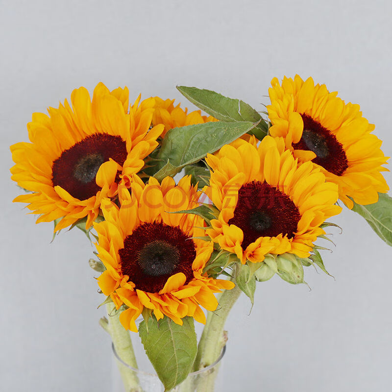 轻奢芊阙云南昆明向日葵鲜花基地批发水养真花花束颜色随机 向日葵3支