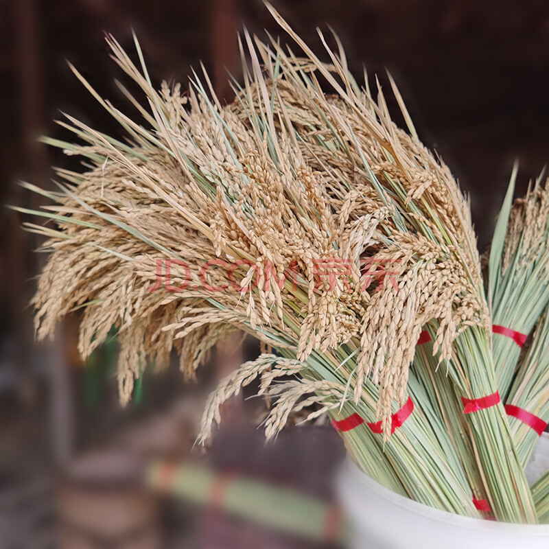 干花水稻 稻穗干花真花水稻装饰摆件天然谷物花束田园