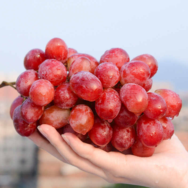 澳洲美人指红提3斤新鲜脆甜手指红提红宝石红葡萄当季现货 2500g