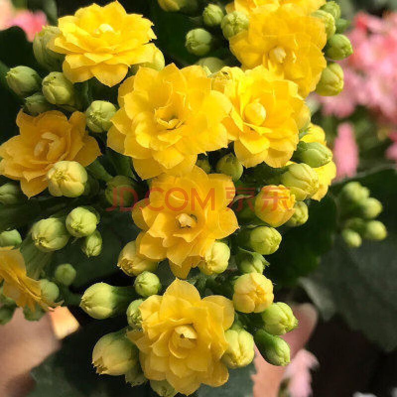 沭之美长寿花盆栽带花苞重瓣大花苗绿巴黎花卉观花植物室内阳台四季