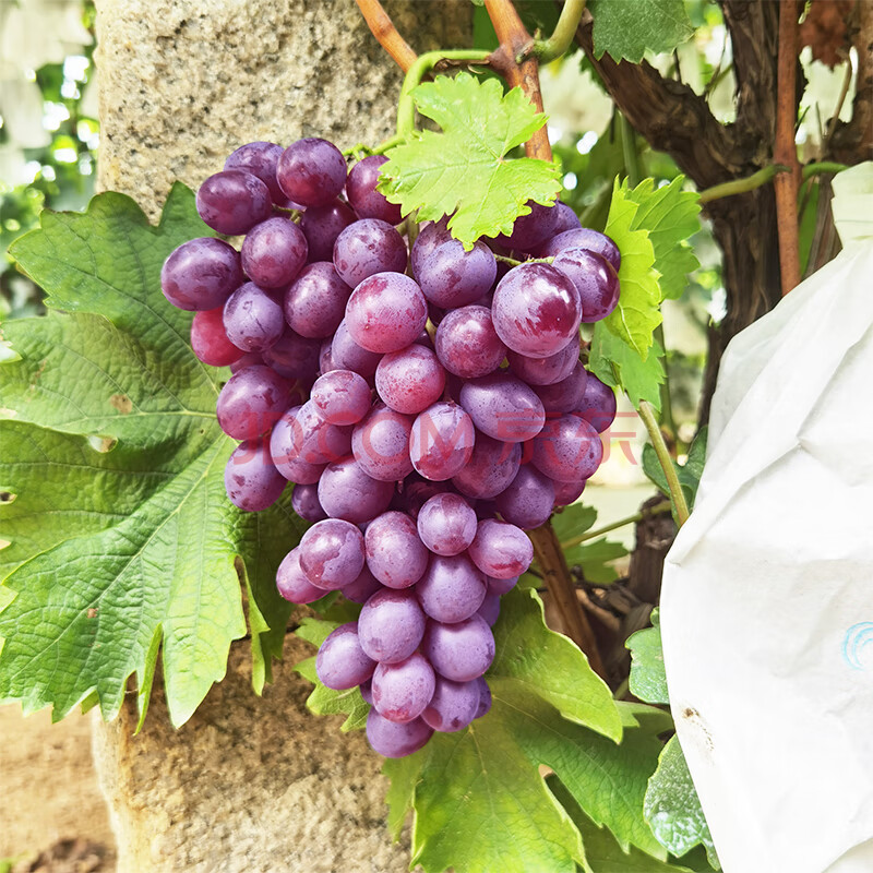 山东玫瑰香葡萄新鲜大泽山葡萄现摘当季水果应季4斤 4斤