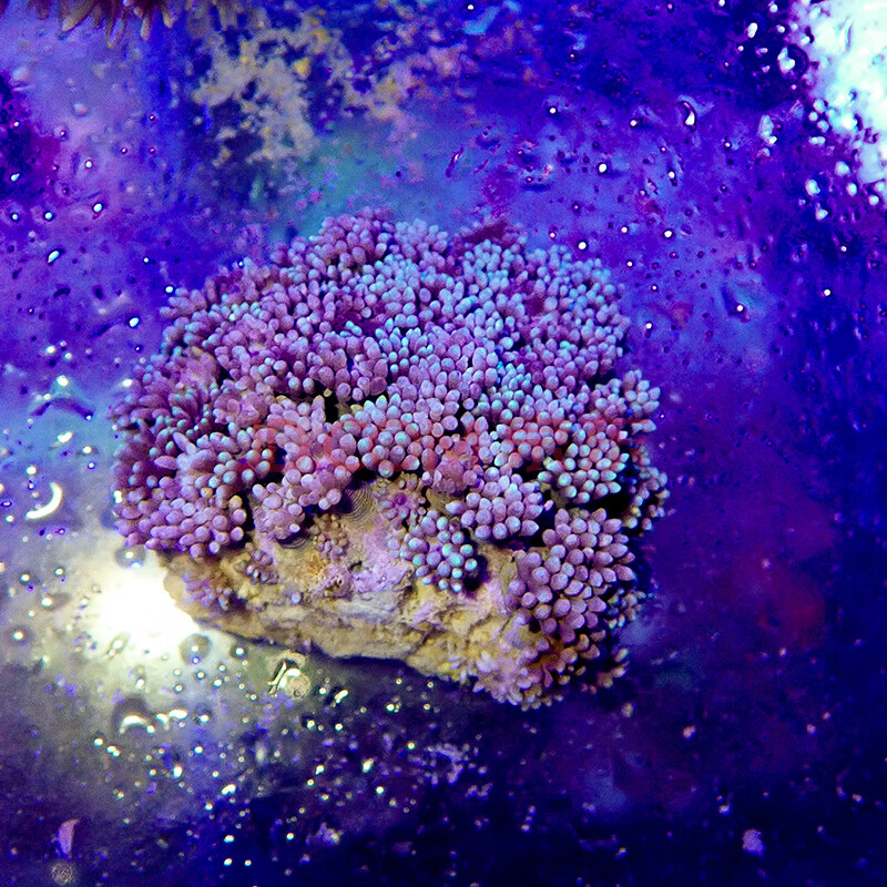 宝石花珊瑚 万花筒海水鱼珊瑚圆帽带骨骼小丑快递发货包活兴国海印尼