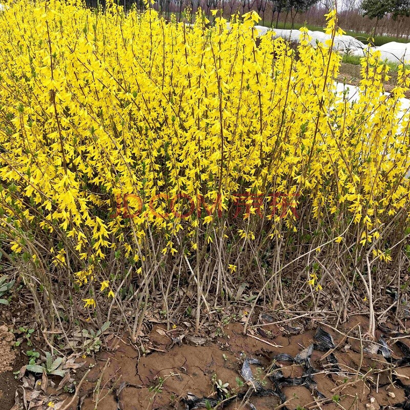 连翘苗金钟罩花黄老虎树苗 园林绿化苗攀缘花卉连翘花苗庭院植物花