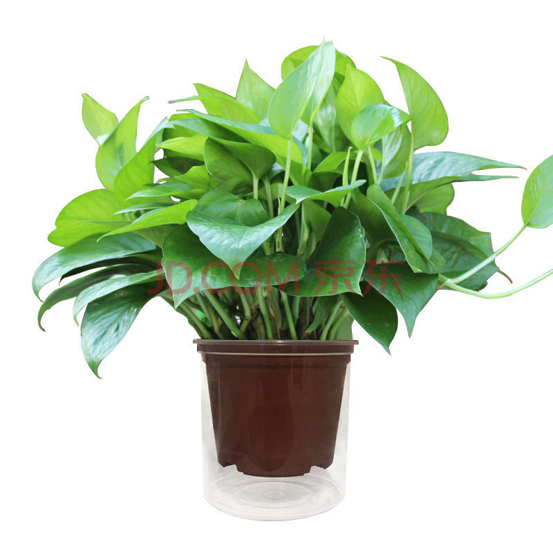 绿萝盆栽批发室内植物新房吸除甲醛盆景绿植水培长藤垂吊绿箩花卉 120