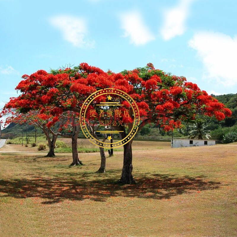 劲胜(jin sheng) 新品珍稀名贵树苗 耐冻红花凤凰树苗 火焰树 庭院