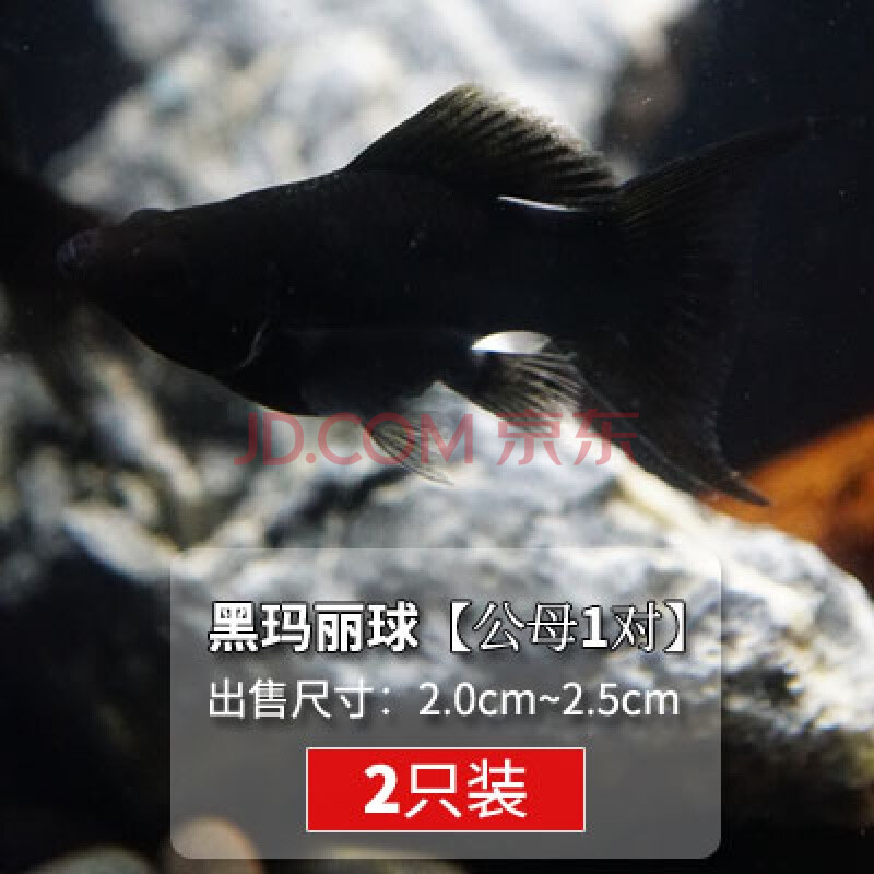 熱帶小型魚瑪麗米奇魚活體熊貓胎生魚觀賞魚曼龍紅劍箭虎皮吻嘴魚 黑