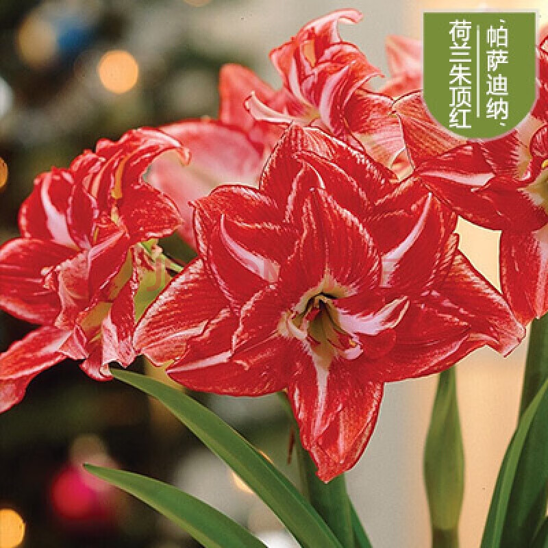 朱顶红种球超大重瓣盆栽花卉室内外阳台庭院当年开花植物 帕萨迪纳 14