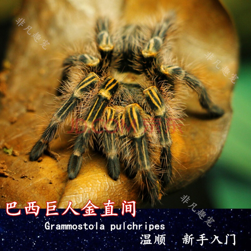 巴西巨人金直间(足展1-2厘米)