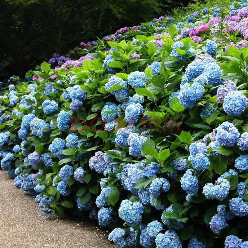 绣球花花苗 魔幻红宝石 魔幻海洋 魔幻 魔幻精灵 小丑 贵族 自选颜色