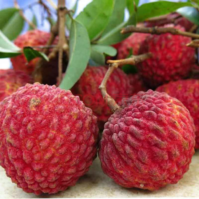 现货海南火山荔枝王2/3/5斤荔枝超大荔枝孕妇水果 2斤