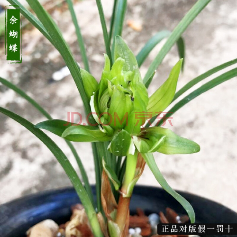 春蘭餘蝴蝶蘭花 不帶花苞 盆栽 好養奇花名貴 濃香老種 餘蝴蝶兩苗無