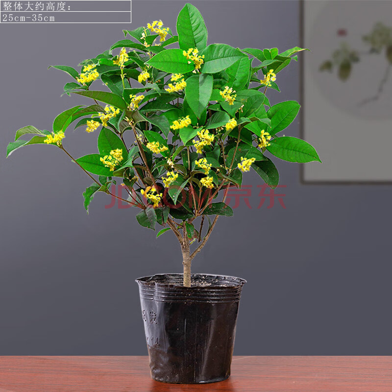 花姬 桂花盆栽室內帶花盆景桂客廳濃香型開花綠植好養易活花卉植物