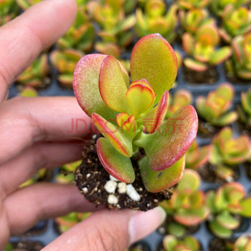 姬紅花月紅葉玉樹老樁多肉植物盆栽群生多頭新花月錦肉肉綠植花卉 【1