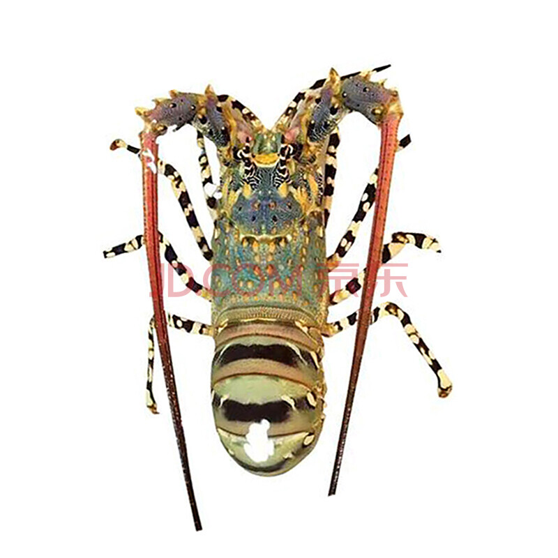 (已过检测)花龙鲜活冷冻大龙虾中华锦绣大龙虾海虾青龙虾2-6斤 1000g