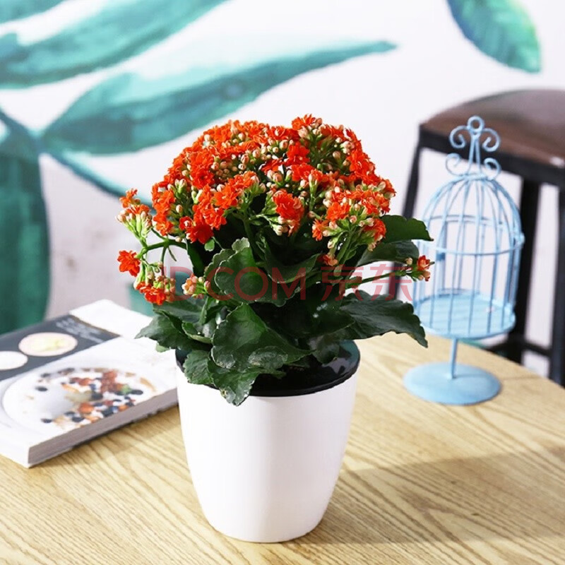 兰花盆还适合栽什么花_栽兰花用多大的花盆?_长寿花盆栽图片